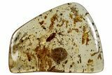 Polished Colombian Copal ( g) - Contains Insects! #263272-1